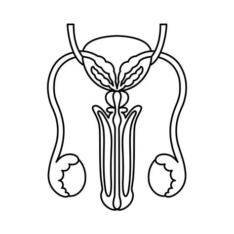 Male reproductive organs flat style outlined illustration. Internal organ icon, logo. Anatomy, medicine concept. Healthcare. Isolated on white background. Outline Illustration, Flat Style, Fashion Flats, Anatomy, Vector Art, White Background, Vector Free, Health Care, Medicine