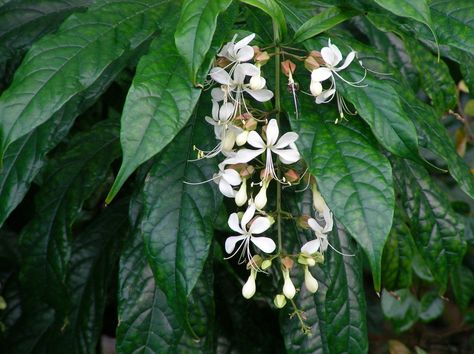 clerodendrum wallichii Clerodendrum Wallichii, Paradise, Plants, Flowers