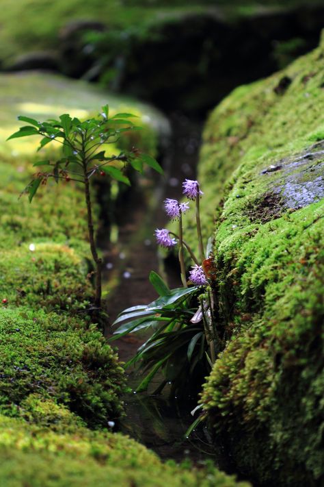 Vivarium Ideas, Mossy Rocks, Botanical Aesthetic, Photo Macro, Moss Covered, Moss Garden, La Source, Outdoor Wood, Alam Yang Indah