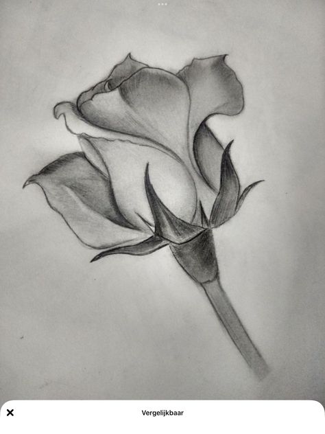 Rose Drawing With Shading, Tonal Flower Drawing, Flower Sketches Pencil Shading, Flower Pencil Shading, Shaded Rose Tattoo, Flower Sketch Pencil, Plants Drawing, January Art, Pencil Sketches Easy