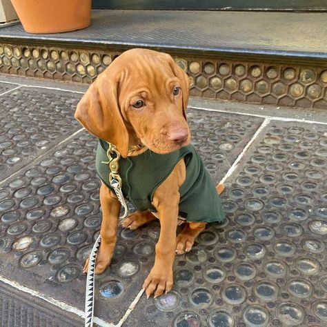 Vizsla Lovers ❤️ on Instagram: "@jackson_and_morgan looking smart and ready! 🥰❤️🥺 Follow the adorable adventures at @jackson_and_morgan ➖ Follow @Vizsladdict Follow @Vizsladdict ➖ DM us to find out how to be featured here! 🤗" Dog Ear Tattoo, Cute Animal Tattoos, Vizsla Dog, Puppy Sketch, Tattoo Nature, Animals Tattoo, Hungarian Vizsla, Puppies Cute, Vizsla Dogs