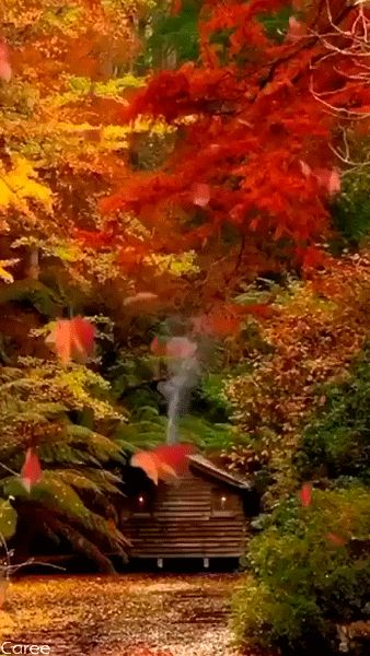 Falling Gif, First Day Of Autumn, Beautiful Butterflies Art, Autumn Rain, Autumn Magic, Autumn Scenes, Autumn Scenery, Beautiful Gif, Autumn Beauty