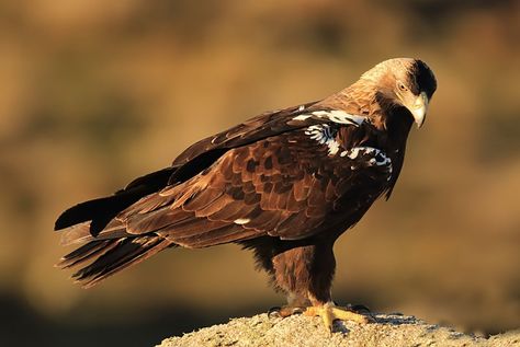 Different Types Of Eagles, Types Of Eagles, Imperial Eagle, Eagle Pictures, American Bald Eagle, Big Bird, Birds Of Prey, Bavaria, Wildlife Photography