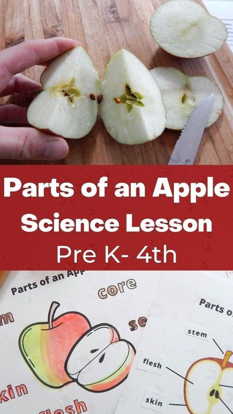 Apple Lesson Plans, Fall Science Activities, Parts Of An Apple, Apple Science Experiments, Apple Science, Homeschooling Elementary, Apple Picking Season, Apple Lessons, Apple School