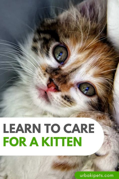 Whether you've just adopted a kitten into your home or are just thinking about it, there are a lot of things you need to know. In this AnimalWised video, you can learn everything you need to know about how to care for a kitten. Their diet, hygiene, education, socialization, habits and health are key areas that we must attend to. By adopting a kitten, we take on the responsibility of taking care of all his basic needs and doing our best to help him lead a happy and healthy life. This means... Adopting A Kitten, Raising Kittens, Lovely Friends, Basic Needs, Cat Boarding, Happy And Healthy, Kitten Adoption, Cute Photos, Animals And Pets