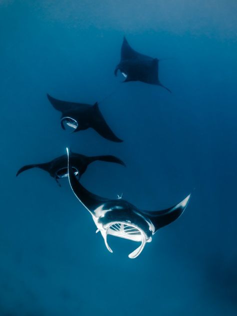 Giant Manta, Animals Tattoo, Fauna Marina, Manta Rays, Raja Ampat, Beautiful Sea Creatures, Water Animals, Underwater Creatures, Aquatic Animals