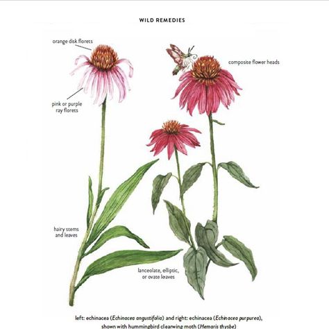 Herbs With Rosalee on Instagram: “🌸🦋🌿 Echinacea 🌸🦋🌿 𝐌𝐄𝐃𝐈𝐂𝐈𝐍𝐀𝐋 𝐏𝐑𝐎𝐏𝐄𝐑𝐓𝐈𝐄𝐒 𝐀𝐍𝐃 𝐄𝐍𝐄𝐑𝐆𝐄𝐓𝐈𝐂𝐒 As with all medicinal plants, you won’t really understand echinacea until you taste…” Books Packaging, Watercolor Botanicals, Packaging Stationery, Illustration Process, Echinacea Purpurea, Gorgeous Flowers, Watercolor Flower Art, Flower Art Images, Botanical Watercolor