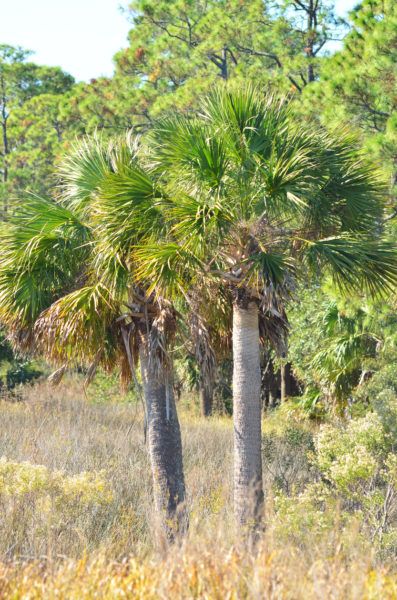 Zone 7 Palm Trees – Palm Trees That Grow In Zone 7 When you think palm trees, you tend to think heat. But some other varieties are actually very hardy and can withstand temperatures well below zero. Click this article to learn more about hardy palm trees, particularly palm trees that grow in zone 7. Small Trees For Garden, Dinosaur Garden, Trees Landscaping, Trees For Front Yard, Ranch Ideas, Tropical Trees, Pool Landscape, Zone 7, Pool Landscape Design