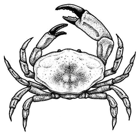 Seek Discomfort, Crab Tattoo, Seashell Tattoos, Crab Art, Ocean Tattoos, White Drawing, Desenho Tattoo, Tattoo Flash Art, Design Tattoo