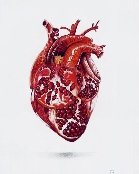 Pomegranate Heart, Pomegranate Tattoo, Anatomical Heart Art, Modern Art Tattoos, Dotted Drawings, Pomegranate Art, The Human Heart, Tattoo Heart, Human Heart