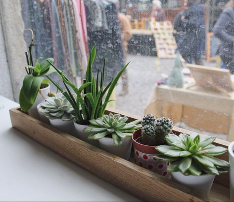 Succulent Window Display, Coffee Shop Window, Vsco Pics, Mini Succulent Garden, Bar Display, Vsco Pictures, Window Shelves, Room Aesthetics, Plants Succulents