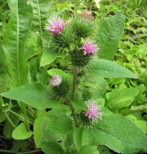 Lesser Burdock (Arctium minus) is a biennial plant. The outer bracts end in hooks that are like Velcro. It can grow to 1.8m tall and form multiple branches. It is large and bushy. It flowers from Summer to mid-Autumn. The flowers are prickly and pink to lavender in color. Biennial Plants, One Flower, Mid Autumn, The Flowers, Wild Flowers, Lavender, Canning, Plants, Flowers