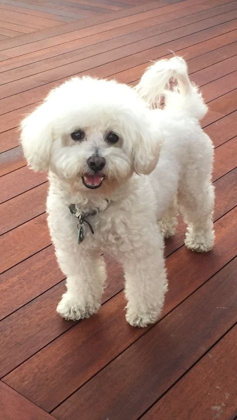 Teacup Poodle, Bichon Dog, Bichon Frise Puppy, Dog Haircuts, Bichon Frise Dogs, Dog Cuts, Poodle Puppy, Chic Hairstyles, White Dog