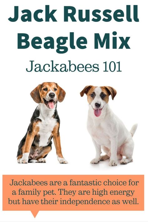 Jack Russell Beagle Mix [11 Things to Know About Jackabees] Jack A Bee Dogs, Beagle Jack Russell Mix Dogs, Jackabee Dogs, Beagle Mix Puppies, Terrier Mix Breeds, Jack Russell Mix, Jack Russell Terrier Mix, Mini Monster, Beagle Mix