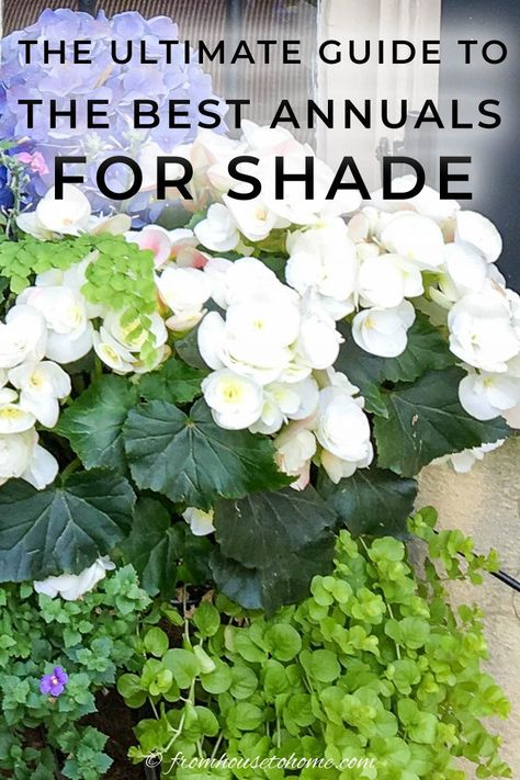 Looking for some annual flowers for shade? These plants are the best shade annuals for adding color and beauty to the shady areas of your yard, and will bloom all summer long. | Container Gardening Annuals For Shade, Tall Shade Plants, Annual Flowers For Shade, Shade Plants Container, Shade Annuals, Plants For Shade, Full Sun Flowers, Garden Shade, Trailing Flowers