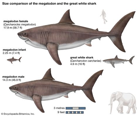 Big Shark, Megalodon Shark, Fossil Teeth, Monteverde, The Great White, Extinct Animals, Ocean Conservation, The Shark, White Sharks