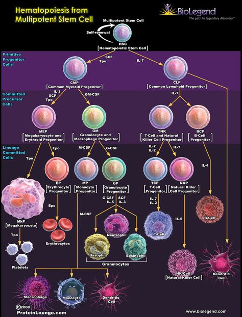 Medical Lab Technician, Medical Laboratory Technician, Medical Laboratory Scientist, Cord Blood Banking, Biology Classroom, Medical Laboratory Science, Biomedical Science, Biology Lessons, Medical School Studying