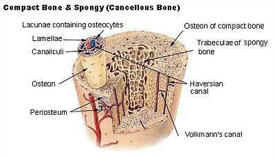 Compact Bone & Spongy Bone -  A haversian canal is a central canal within the haversian system — a network of canals inside compact bone. Haversian canals occur in the center of compact bone and contain blood vessels, connective tissues, nerve fibers and lymphatic vessels. Osteons, or the structure that forms compact bone, surround these canals and are the outer component of the haversian system. The terms osteons and haversian system are often used interchangeably. Structure Of Bone, Cancellous Bone, Types Of Bones, Nerve Fiber, Spinal Nerve, Bone Diseases, Pituitary Gland, Skeletal System, Autonomic Nervous System