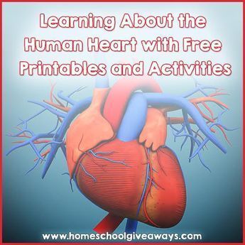 Learning About the Human Heart with FREE Printables and Activities | Homeschool Giveaways Biology Heart, Heart Biology, Homeschool Science Experiments, Human Body Projects, Elementary Physical Education, Unit Studies Homeschool, Anatomy Lessons, The Human Heart, High School Science