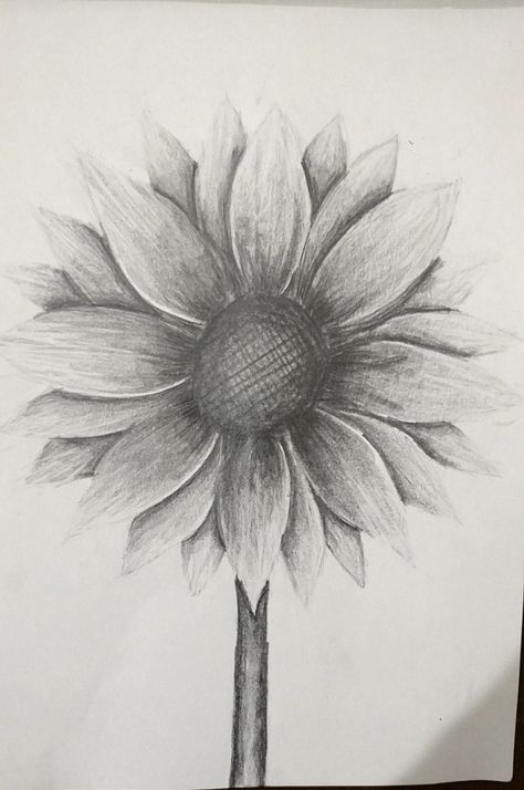 Sunflower in pencil Sunflower Shading Drawing, Sunflower Drawing Pencil Sketch, Flower Sketches Pencil Shading, Sunflower Sketch Pencil, Sunflower Shading, Sunflower Drawing Pencil, Sunflower Foot Tattoos, Flower Sketch Pencil, Sketch Rose