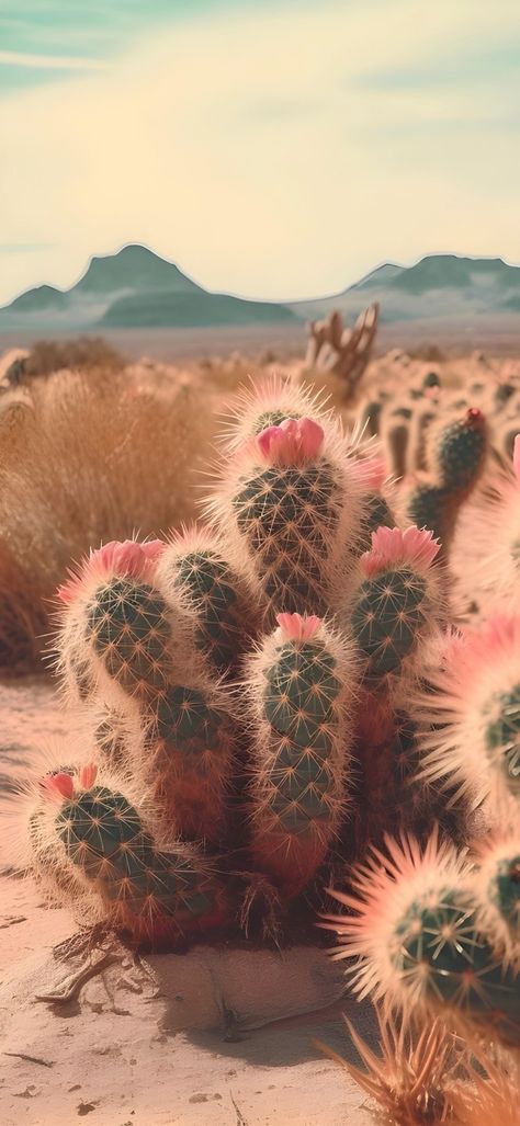 Phone Background, The Desert, Cactus Plants, Cactus, Tumblr, Plants