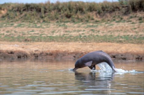 An encounter with the elusive Gangetic dolphin | The Third Pole River Dolphin, Marine Pollution, Ocean Pollution, Mangrove Forest, Aquatic Animals, Wildlife Sanctuary, Endangered Animals, Nature Conservation, Marine Mammals