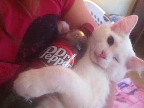 I LOVE Dr.Pepper! ;) I Love Dr Pepper, Silly Cats Pictures, Silly Animals, Dr Pepper, Cute Cats And Dogs, Silly Cats, Pretty Cats, Cat Pics, Cat Memes