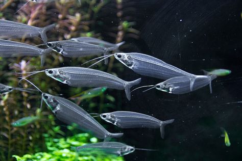 Ghost Fish, Community Fish Tank, Geophagus Aquarium, Nev Catfish, Glass Catfish, Aquarium Catfish, Black Storm Clownfish, Community Tanks, Fish Breeding