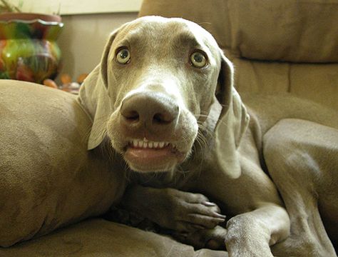 Weimaraner Puppies, Weimaraner Dogs, Love My Dog, Smiling Dogs, Dog Images, Weimaraner, Love Pet, Training Your Dog, Beautiful Dogs