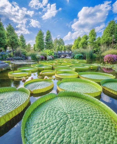 Giant Water Lily, Floating Flower, West Gate, Beach Bedding, Shiga, Japan Photo, Open Water, Water Lily, Poppy Flower