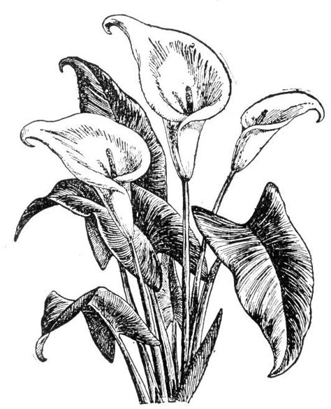 Lilies Drawing, Pencil Drawings Of Flowers, 강아지 그림, Engraving Illustration, Soyut Sanat Tabloları, Flower Sketches, Plant Drawing, Botanical Drawings, Pen Art