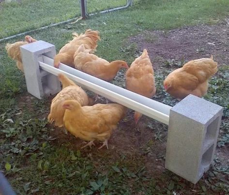 Get a feeder off the ground by using a vinyl gutter segment and cement blocks;  28 Cheap And Clever DIYs For People Who Raise Chickens Chickens Homestead, Chicken Feeder Diy, Backyard Chicken Coop Plans, Chicken Pen, Diy Chicken Coop Plans, Chicken Feeders, Backyard Chicken Farming, Chicken Life, Raising Backyard Chickens