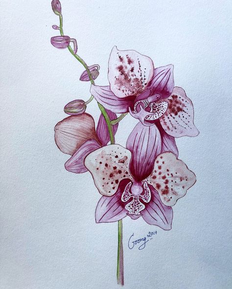 Watercolor Orchid Tattoo, Orchid Drawing, Orchids Painting, Markers Drawing Ideas, Animal Tattoo Ideas, Orchid Tattoo, Tattoos Mandala, Tattoos Geometric, Rose Drawing