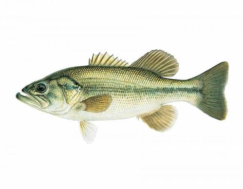 Largemouth bass Fish Sides, Fish Illustrations, Artist Project, Smallmouth Bass, Bass Fish, Fish Illustration, Largemouth Bass, Fish Drawings, Sea Bass