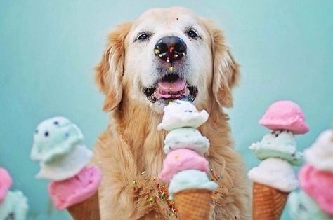 Dog Eating Ice Cream, Dogs Eating, Golden Retriever Baby, Dog Bakery, Eating Ice, Eating Ice Cream, Cute Photography, Can Dogs Eat, Puppy Breeds