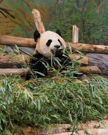 Toronto Hotels, Toronto Zoo, March Break, Toronto Ontario, Canada Travel, Toronto Canada, Ontario, Trip Advisor, You Must