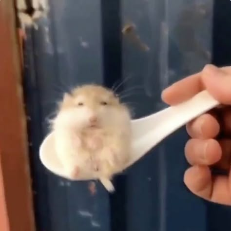 Hampters Meme, Cursed Hamster, Goofy Hamster, Cursed Rat, Idk Creature, Silly Hamster, Hamster Meme, Funny Rats, Funny Hamsters