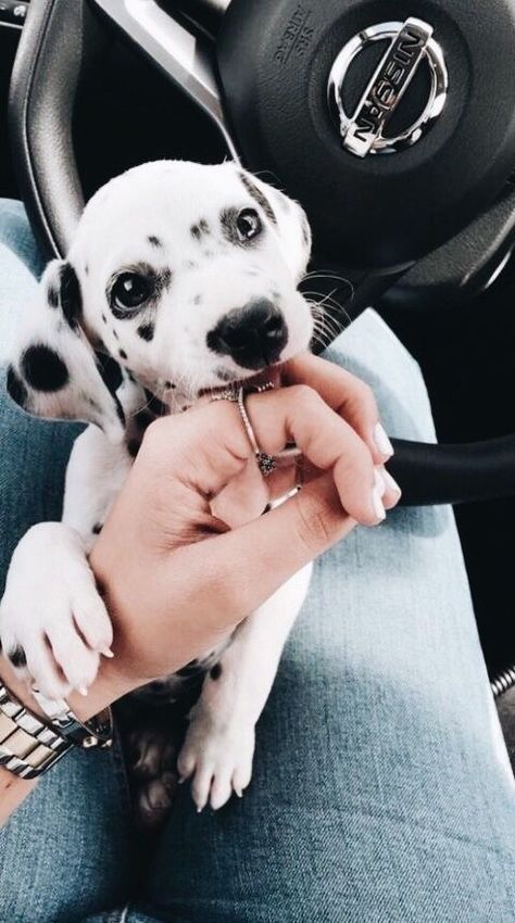 In love with Dalmation puppies <3 Cute Dogs And Puppies, Cute Animal Photos, Cute Animal Pictures, Welsh Corgi, A Puppy, Cute Creatures, Baby Dogs, Cute Little Animals, 귀여운 동물