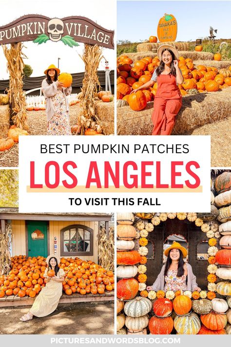 Looking for fun things to do in Los Angeles in fall? Check out this list of best Los Angeles pumpkin patches! Here are all the best pumpkin patches in LA (and around) to help you experience a bit of fall in California! Fall In California, Cool Backdrops, Best Pumpkin Patches, Pumpkin House, Animal Experiences, Los Angeles Travel, Pumpkin Patches, Best Pumpkin, Pumpkin Theme