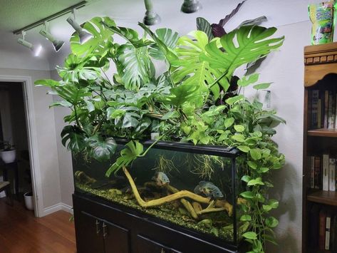 Axolotl Tank, Fish Tank Themes, Fish Tank Terrarium, Diy Fish Tank, Aquascape Design, Fish Tank Design, Aquaponics Fish, Indoor Water Garden, Reptile Room