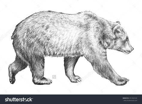 Grizzly Bear, Hand Drawn Sketch Of Bear Walking, Dangerous Wildlife Animal, Huge Brown Bear, North American Wildlife, Bear Pencil Sketch Illustration Isolated On White Background - 291454124 : Shutterstock Grizzly Bear Drawing, Bears Art, Bear Walking, Pencils Drawings, Side View Drawing, Bear Sketch, North American Animals, American Wildlife, Dad Tattoo