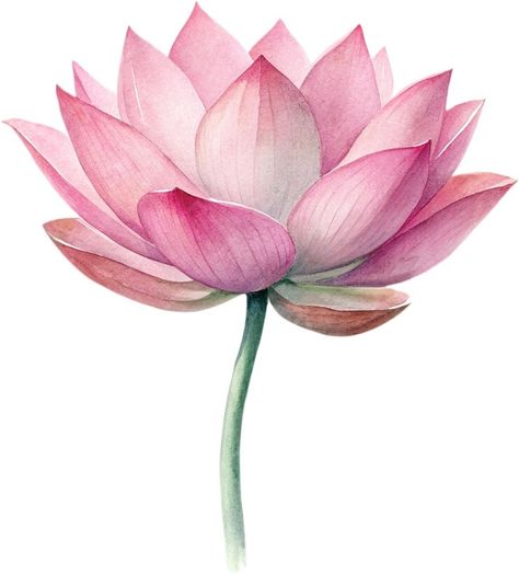 Premium PSD | A watercolor painting of a lotus flower Lotus Watercolor Painting, Lotus Flower Watercolor, Lotus Illustration, Watercolour Water, Lotus Watercolor, White Color Background, Chart School, Lotus Flower Painting, Diwali Card