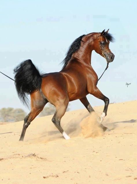 Stunning bay Arabian horse in the desert. Arabic Horse, Egyptian Arabian Horses, Arabian Stallions, Beautiful Arabian Horses, Most Beautiful Horses, Most Beautiful Animals, Grass Field, Majestic Horse, All The Pretty Horses