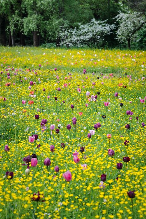 Villa Pisani Bolognesi Scalabrin's tulip meadow Planting Tulips, Open Flower, Formal Garden, Spring Flowering Bulbs, Most Beautiful Gardens, Spring Bulbs, The Meadows, Spring Garden, Hedges