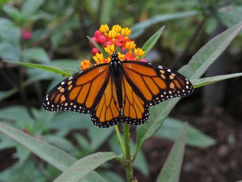 Making more milkweeds for monarchs: breakthroughs in milkweed seed germination - Institute for Applied Ecology Milkweed Seeds, Butterfly Gardens, Monarch Butterflies, Seed Germination, Butterfly Garden, Monarch Butterfly, Ecology, Butterflies, Seeds