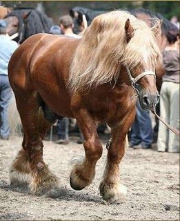 Big Horse Breeds, Belgian Horse, All Horse Breeds, Pony Breeds, Draft Horse, Big Horses, Types Of Horses, Animals Amazing, Work Horses