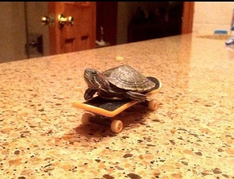 skate boarding turtle:) Two Turtles, World Turtle Day, Turtle Day, Baby Tortoise, Baby Sea Turtles, Pet Turtle, Turtle Tank, Tortoise Turtle, Turtle Love