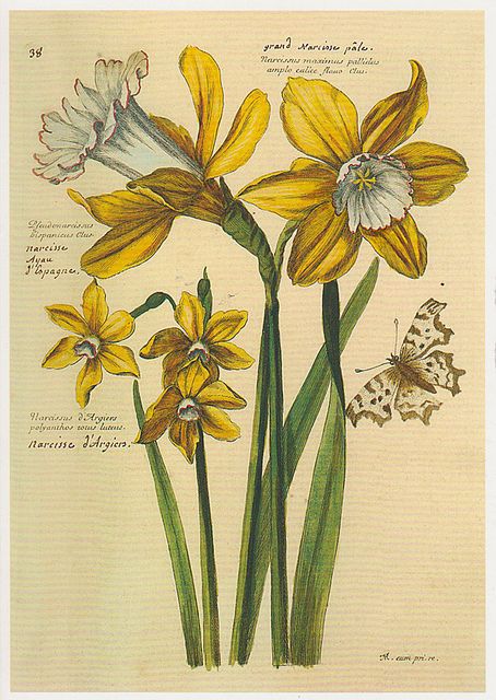 Plate Drawing, Narcissus Flower, Watercolor Flowers Tutorial, Science Illustration, Flower Drawing Design, Botanical Illustration Vintage, Botanical Illustrations, Botanical Drawings, Botanical Flowers