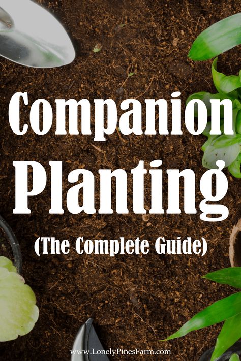 Are you ready to upgrade your garden? Companion planting has the potential to elevate your garden’s health and productivity by taking your plants beyond simple coexistence. This guide is designed to introduce beginner gardeners to the art and science of companion planting, focusing on common garden vegetables. Planting Chart, Companion Planting Guide, Companion Gardening, Garden Companion Planting, Sustainable Gardening, Gardening Projects, Homestead Gardens, Companion Plants, Growing Gardens