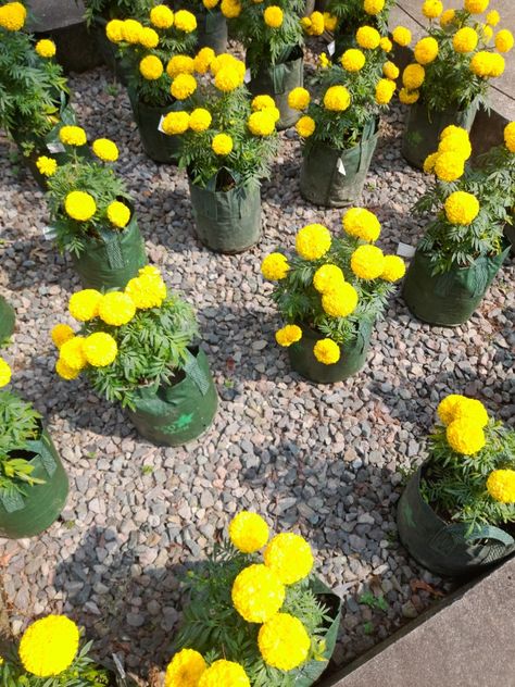 Tanaman Bunga Marigold di Rumah Atsiri Indonesia Indonesia